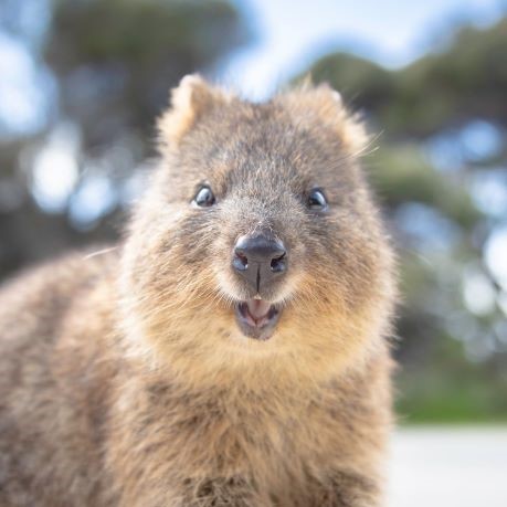 クオッカという動物